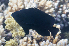 Neoglyphidodon melas