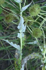 Berkheya discolor