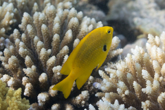 Pomacentrus sulfureus