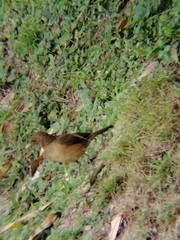 Turdus grayi