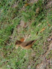Turdus grayi
