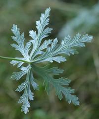 Geranium robustum