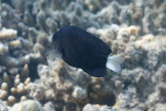 Pomacentrus trichrourus