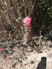 Castilleja arvensis