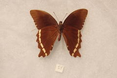 Papilio nireus pseudonireus