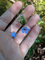 Omphalodes nitida
