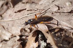 Diphyus quadripunctorius