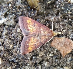 Pyrausta californicalis