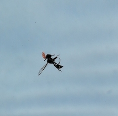 Dioprosopa clavata
