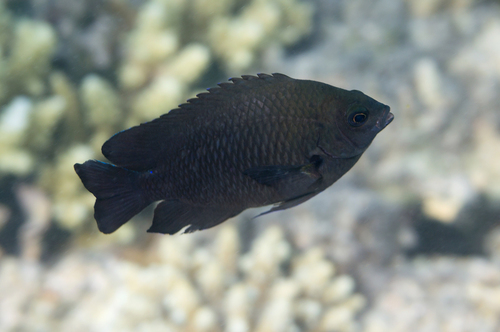 Dark damsel (Pomacentrus aquilus) — Pomacentridae