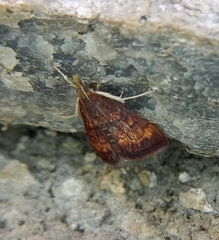 Pyrausta californicalis