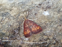 Pyrausta californicalis