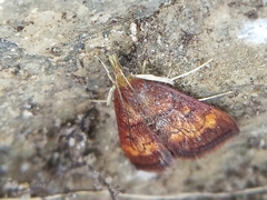 Pyrausta californicalis