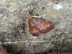 Pyrausta californicalis