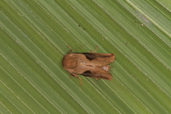 Prolimacodes triangulifera