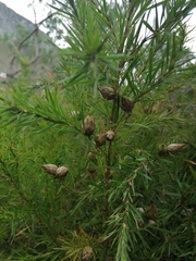 Cliffortia strobilifera