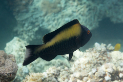 Cetoscarus bicolor