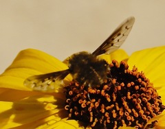 Bombylius diegoensis