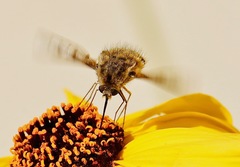 Bombylius diegoensis