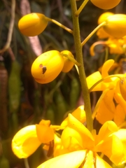 Senna multiglandulosa