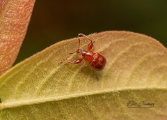 Attelabinae