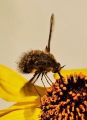 Bombylius diegoensis