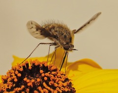 Bombylius diegoensis