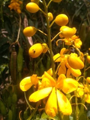 Senna multiglandulosa