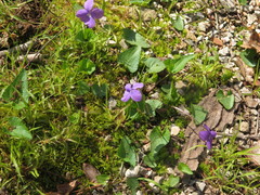 Viola affinis