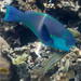Steephead Parrotfish - Photo (c) Nikolai Vladimirov, some rights reserved (CC BY-NC), uploaded by Nikolai Vladimirov