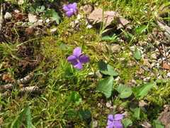 Viola affinis