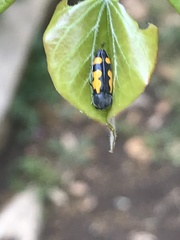 Ptosima gibbicollis