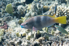 Scarus ferrugineus