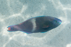 Scarus fuscopurpureus