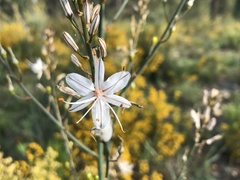 Asphodelus serotinus