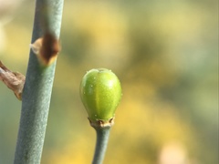 Asphodelus serotinus