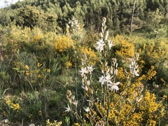 Asphodelus serotinus