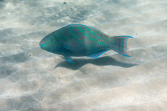 Scarus fuscopurpureus