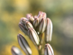 Asphodelus serotinus