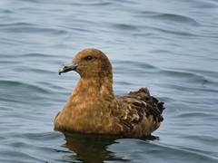 Stercorarius antarcticus