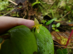 Pleurothallis prolaticollaris