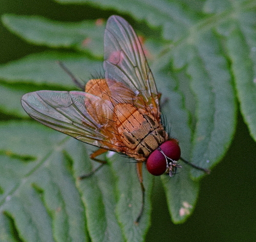 Mydaea lateritia