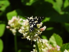 Pseudothyris sepulchralis