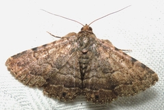 Diatenes aglossoides