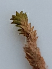 Syntrichia caninervis
