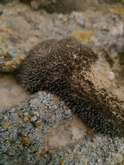 Syntrichia caninervis