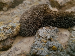 Syntrichia caninervis