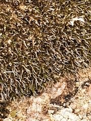 Syntrichia caninervis