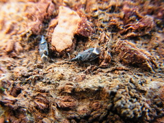 Anthocoris japonicus