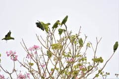 Amazona brasiliensis